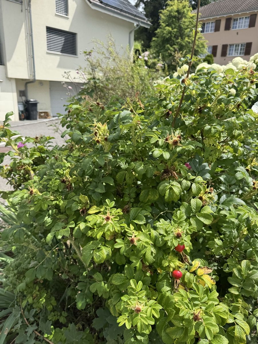 Piante & sementi: Kartoffelrose Winterhart – Usato da Höfen b. Thun venduto da Leonie2112