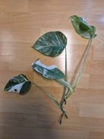 Monstera Deliciosa Borsigiana albo Variegata 1