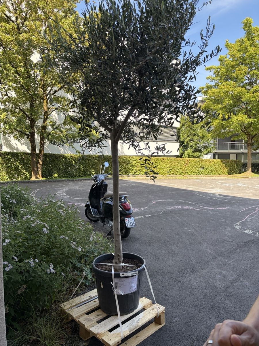 Pflanzen & Samen: Olivenbaum im Topf neu – Neu und originalverpackt aus Zug von joc_g2q2
