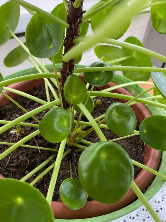 chinesischer Geldbaum (Pilea) Kaufen auf Ricardo