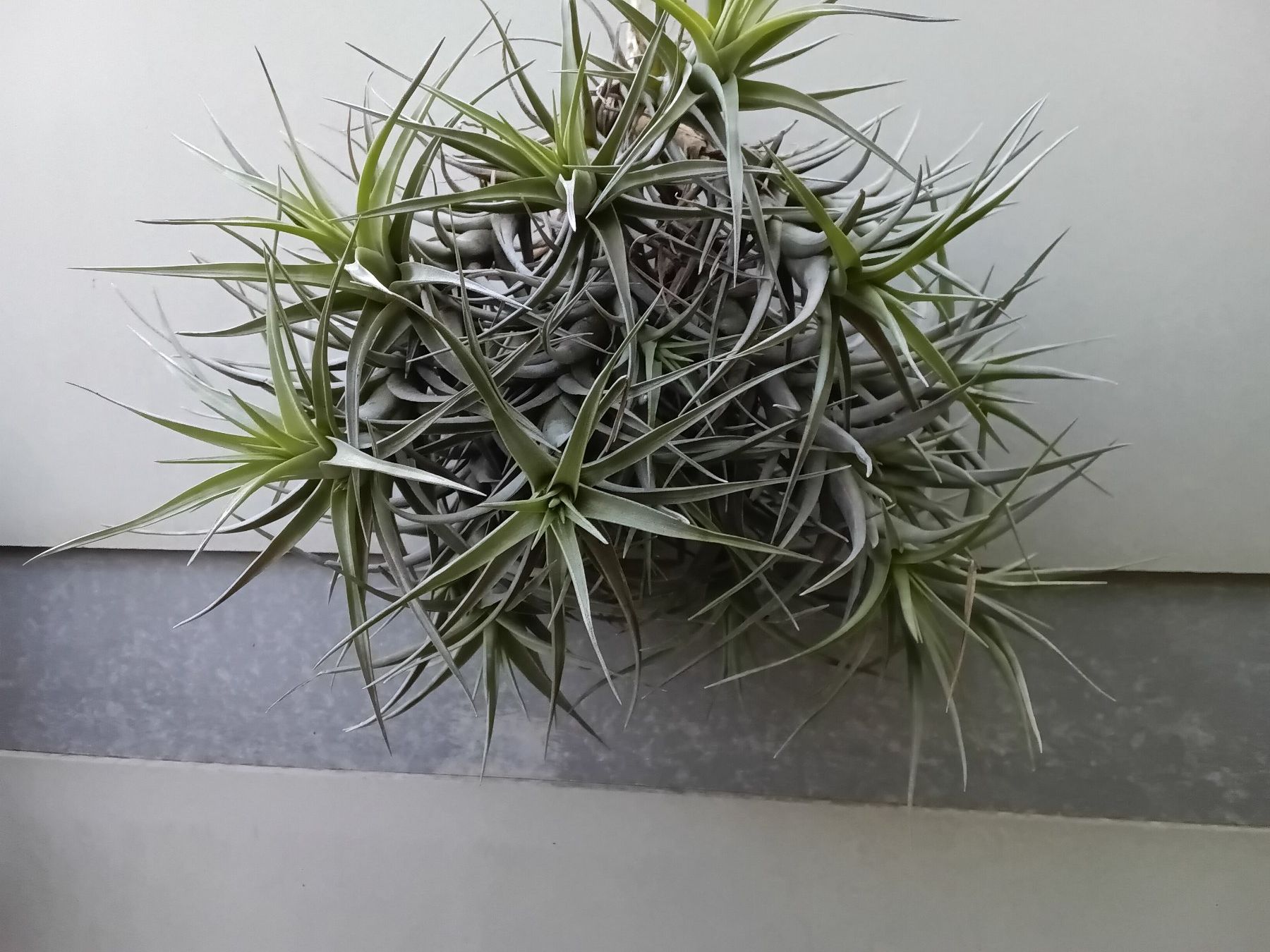Piante & sementi: Tillandsia bergeri – Nuovo (secondo la descrizione) da Erlach venduto da Tobago25
