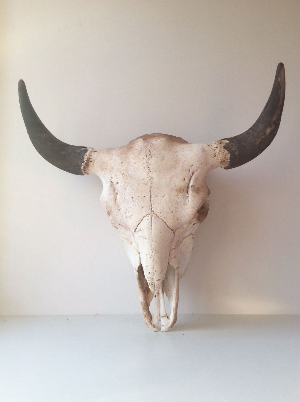 Sculture & Statue: Kuhschädel / Stierschädel / Bisonschädel – Usato da Belp venduto da Familie-Meyer