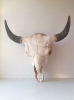 Kuhschädel / Stierschädel / Bisonschädel