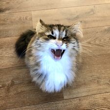 Profile image of tigger74ch