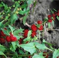 épinard-fraise ! 30g