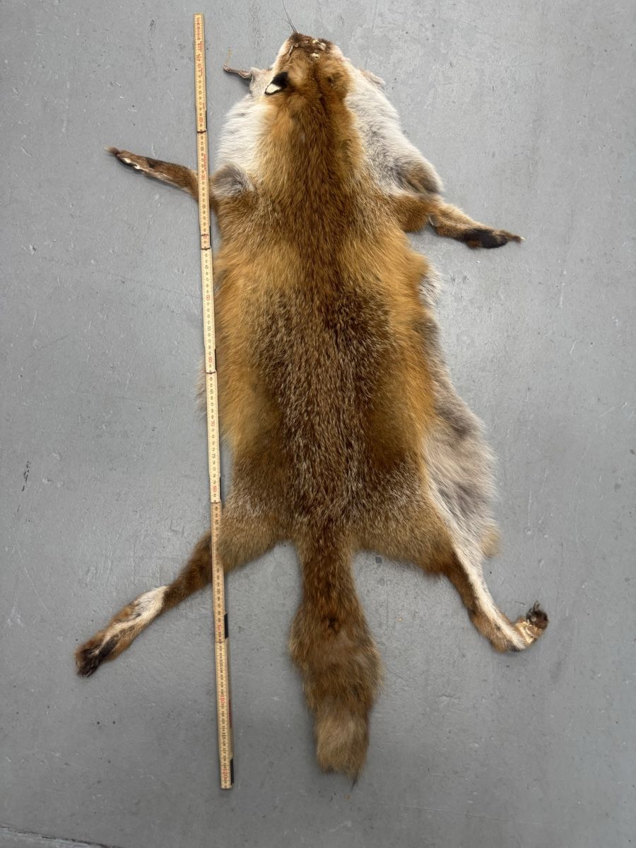 Il mondo degli animali: Echter schweizer Rotfuchs 110/120cm – Nuovo (secondo la descrizione) da Chur venduto da luc_n65v