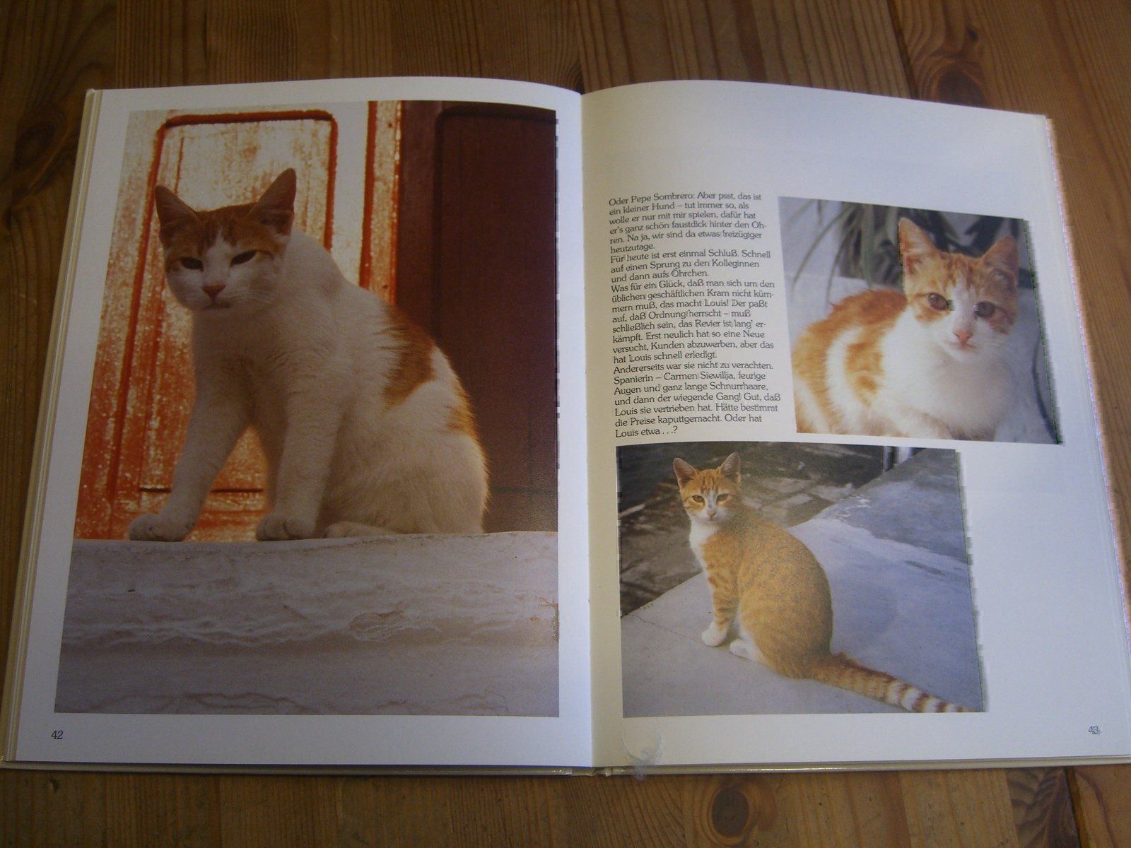 Libri: wunderschönes Katzenbuch "Katz & Co." – Nuovo (secondo la descrizione) da Winterthur venduto da Gaia 8