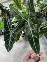 Alocasia Longiloba Noid rhizome 🪴🌱