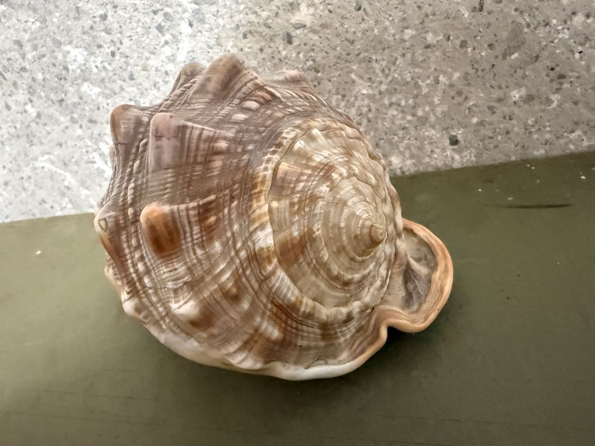 Fossili: Gehäuse einer roten Helmschnecke – Usato da Birmenstorf AG venduto da Pat_roll.