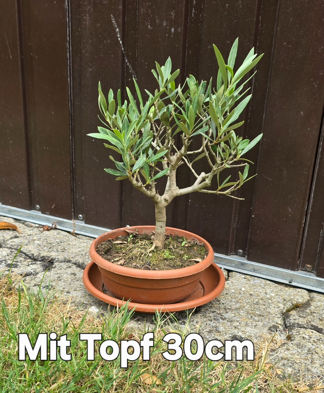 Pflanzen & Samen: Kleiner Olivenbaum Bonsai Art – Gebraucht aus Aarburg von popkorn65