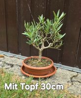 Kleiner Olivenbaum Bonsai Art
