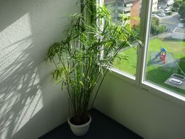 GROSSER PAPYRUS ** ZYPERGRAS ** LUFTREINIGEND