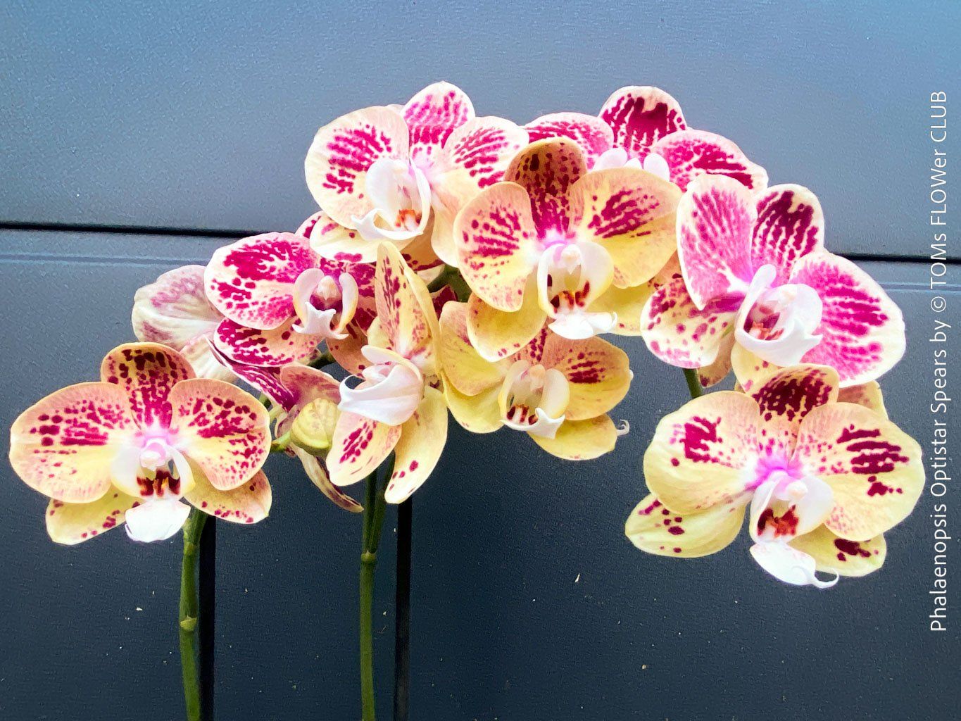Piante & sementi: Phalaenopsis Optistar Spears - Orchidee mit modernen Blüten – Nuovo e nell'imballaggio originale da Adliswil venduto da TAKEYOURPLANT 3