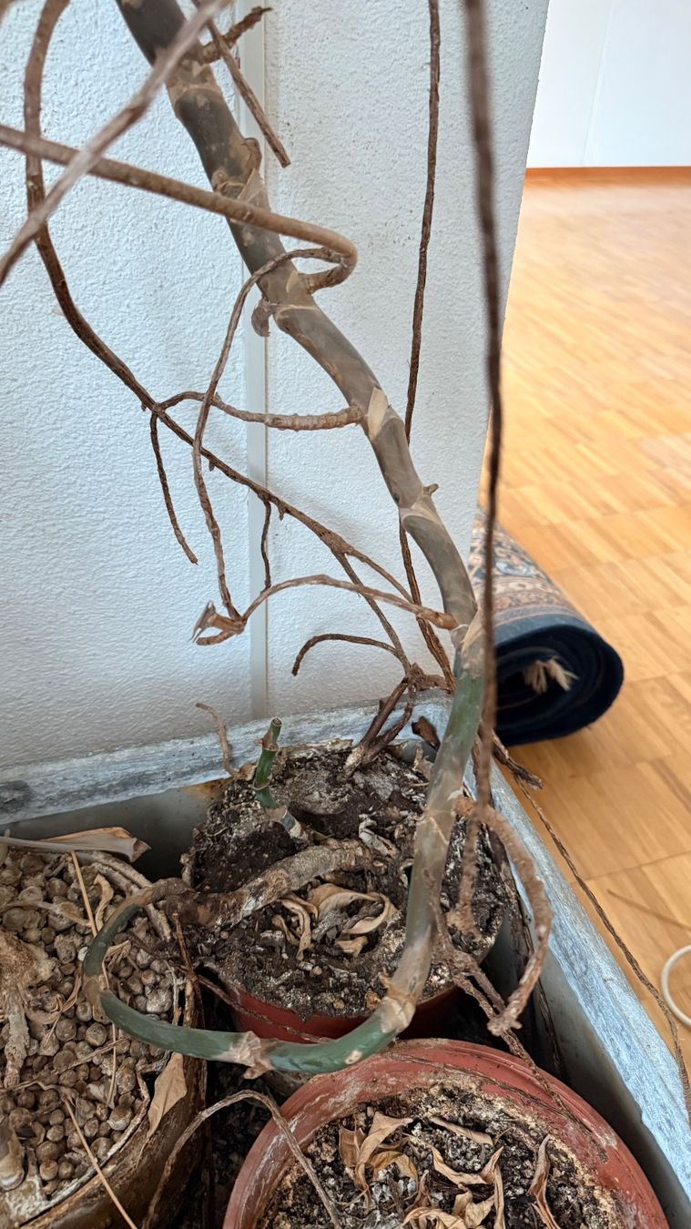 Piante & sementi: Monstera Zimmerpflanze gebraucht – Usato da Wallisellen venduto da lions009 2