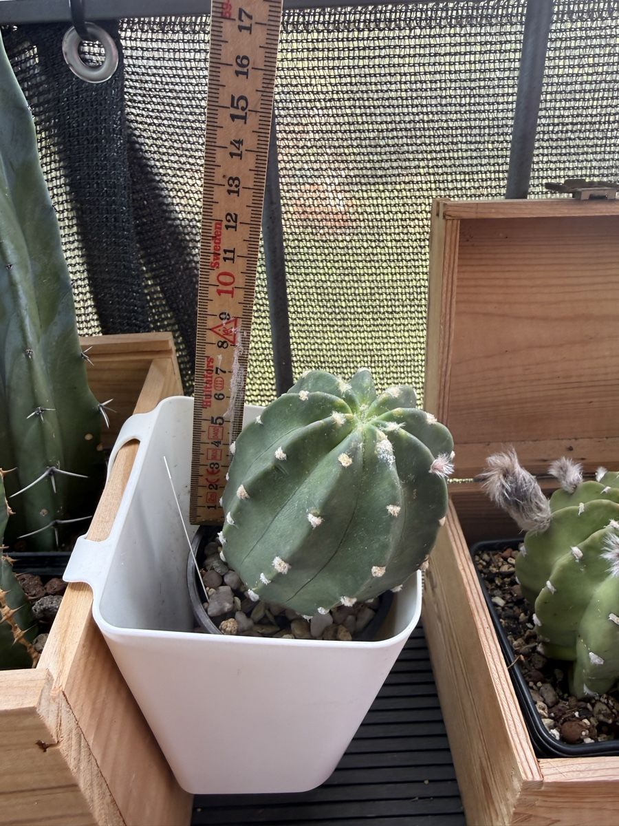 Piante & sementi: Echinopsis subdenudata  – Usato da Rorbas venduto da SimS0n