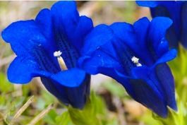 20 SAMEN Enziana - Alpenpblume 🇨🇭