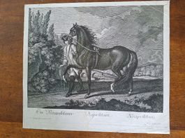 RIDINGER  CHEVAL NAPOLITAIN