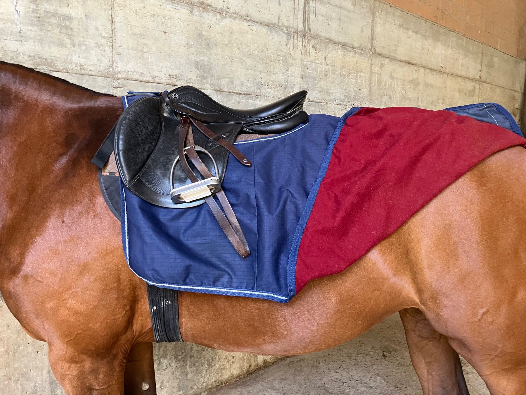 Decken & Deckenzubehör: Buccas ausreitdecke 145cm – Gebraucht aus kottwil von opononi 1