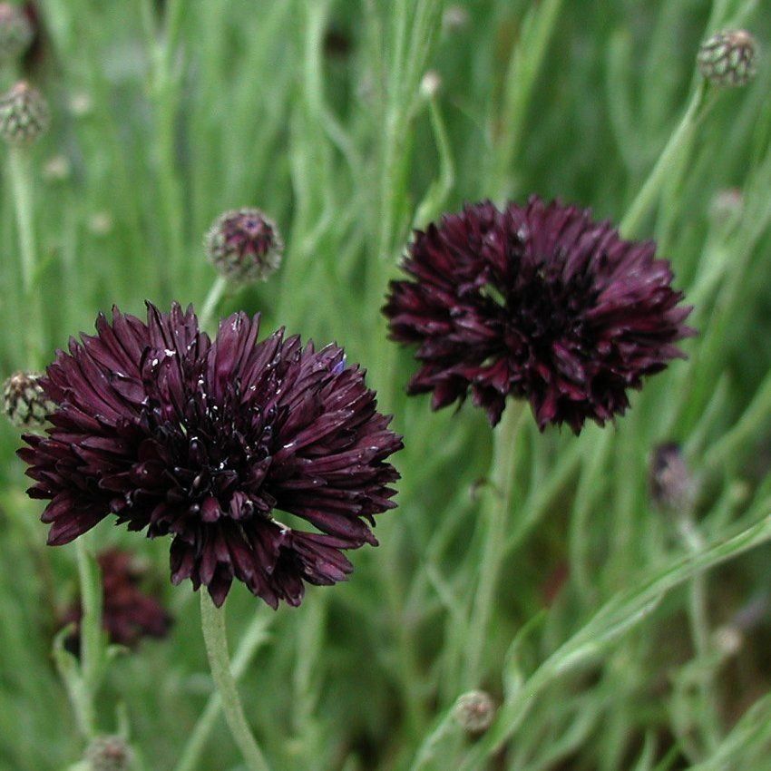 Pflanzen & Samen: 300 Samen Kornblume Black Ball – Neu (gemäss Beschreibung) aus Ehrendingen von VerveinaSamen 2