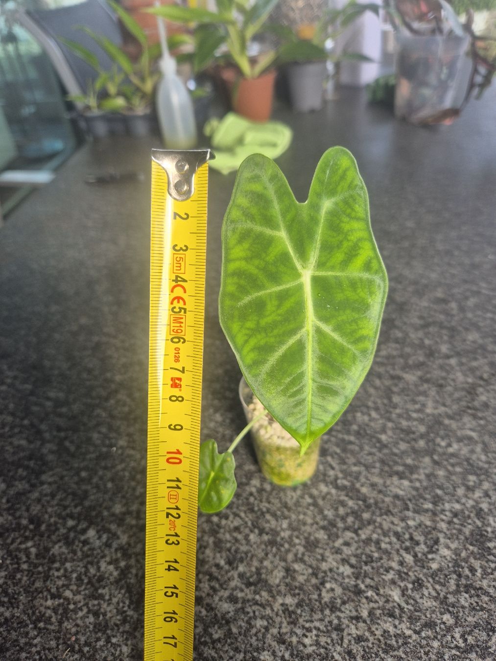Pflanzen & Samen: Alocasia Frydek – Gebraucht aus Urtenen-Schönbühl von Pflanzenherberge