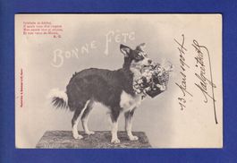 CHIEN - Bonne Fête