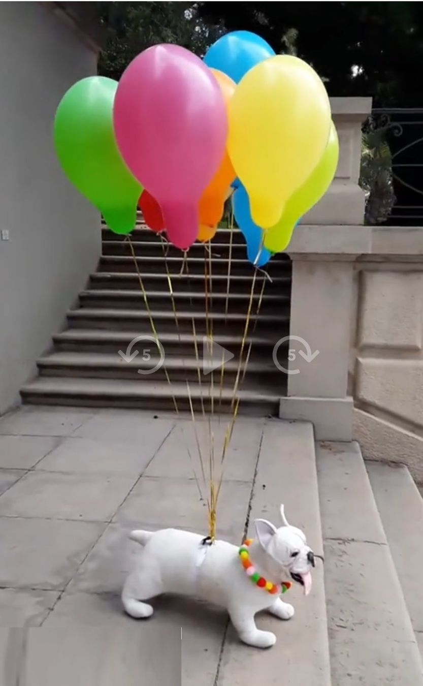 Jouets: French  Bulldog  Plüsch – Neuf (Voir description) à Castagnola par Cat-WomenX 5