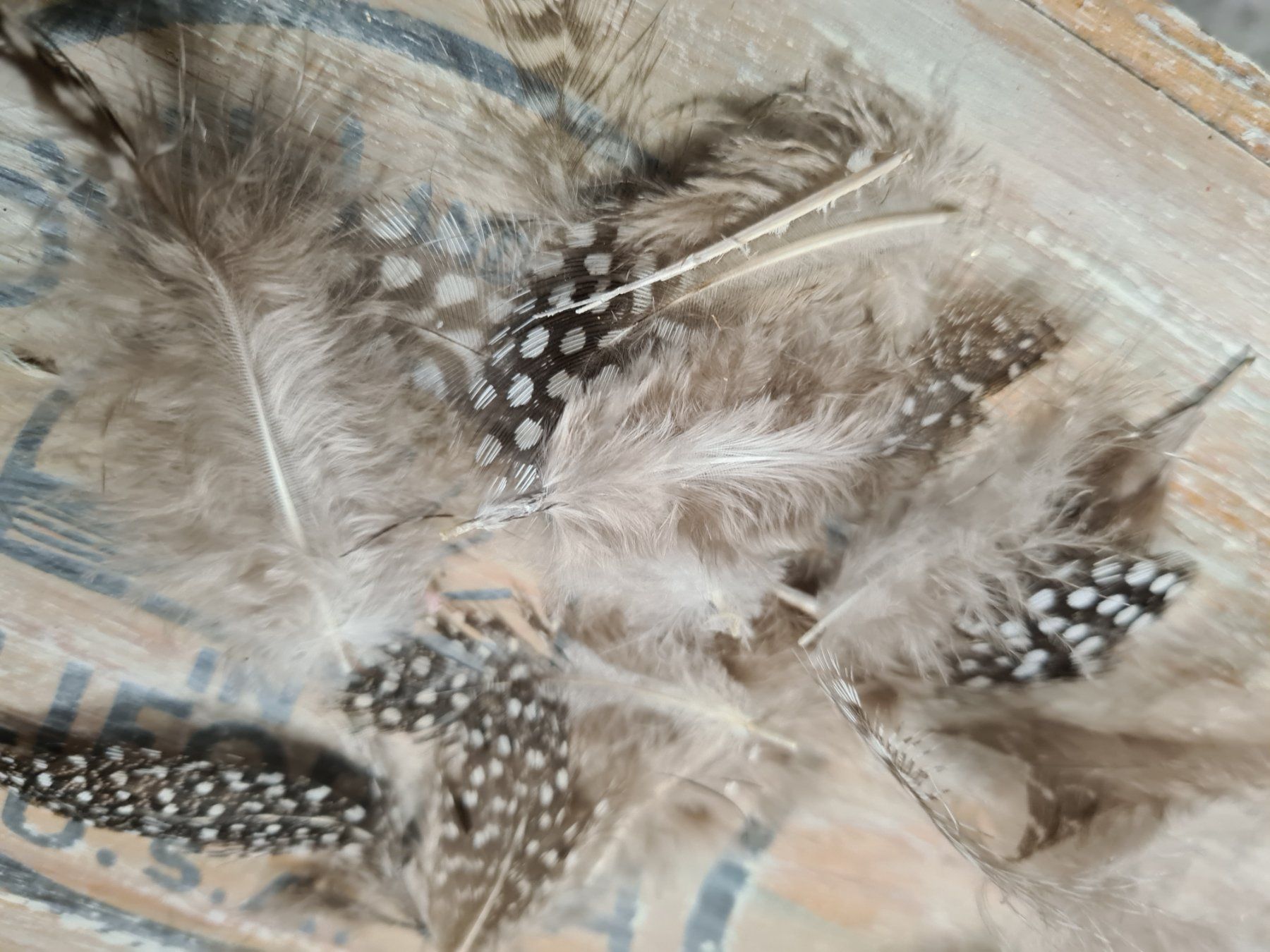 Il mondo degli animali: Kleines Set Federn, div. Grössen (4) – Usato da Amriswil venduto da kleindeko