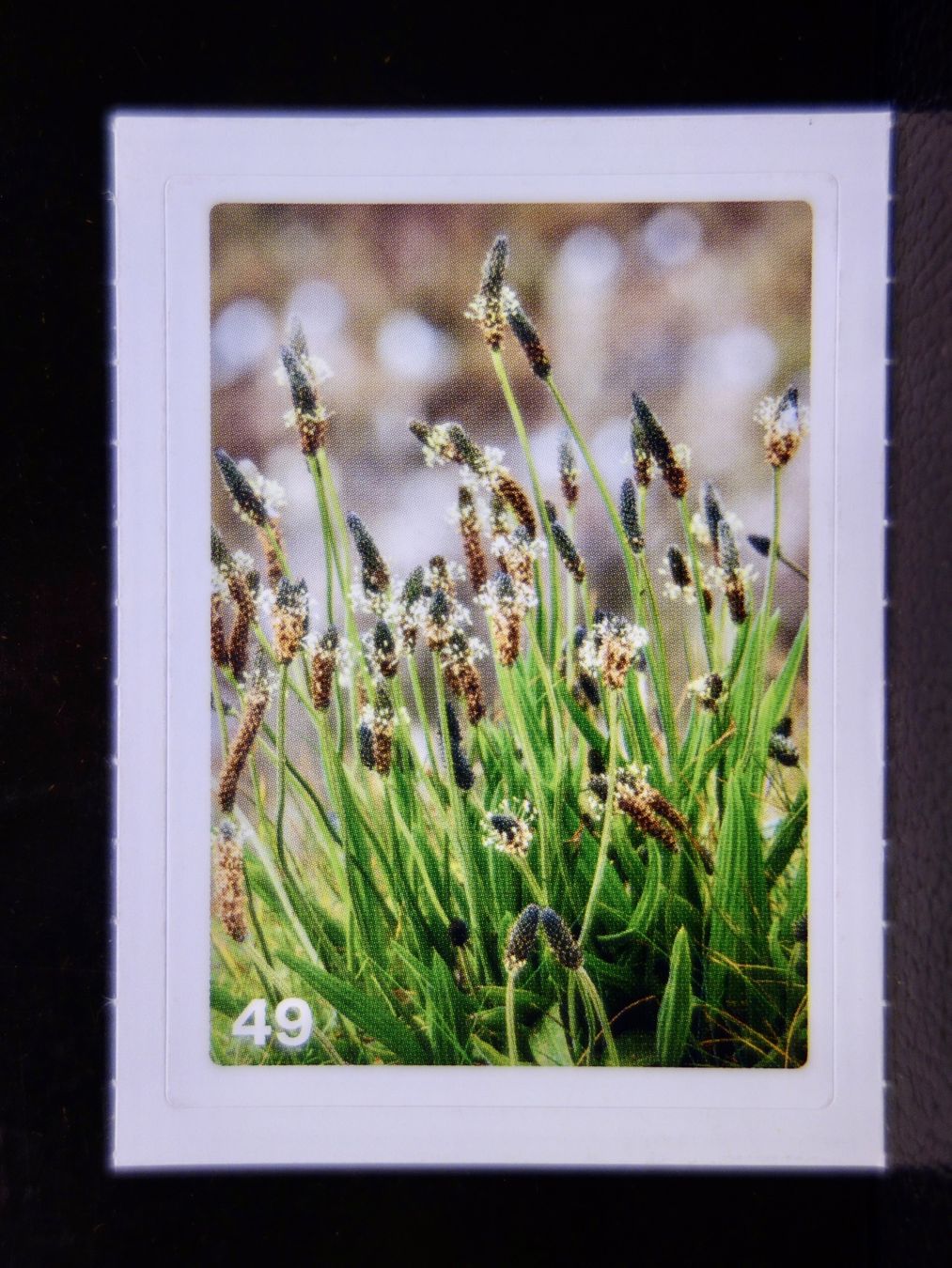 Migros Carte collezionabili: MIGROS MANIA Nature Detectives Nr. 49 – Nuovo e nell'imballaggio originale da Kerzers venduto da djstarsky73