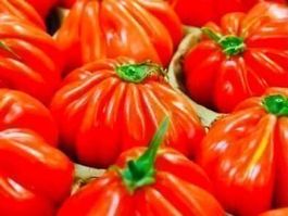 Ab 5.- fr ! 20 SAMEN GRAINES SEMI Tomate OCHSENHERZ‪‪‪‪‪‪