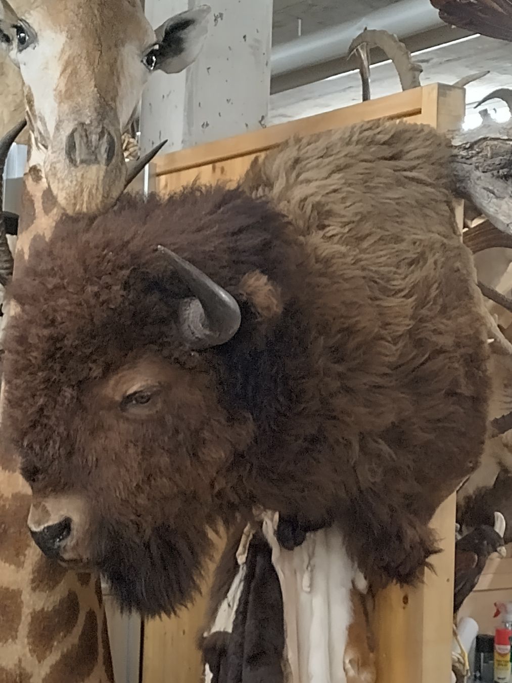 Welt der Tiere: Imposanter Bisonkopf, präpariert 🦬 – Gebraucht aus Wettingen von Bwalti