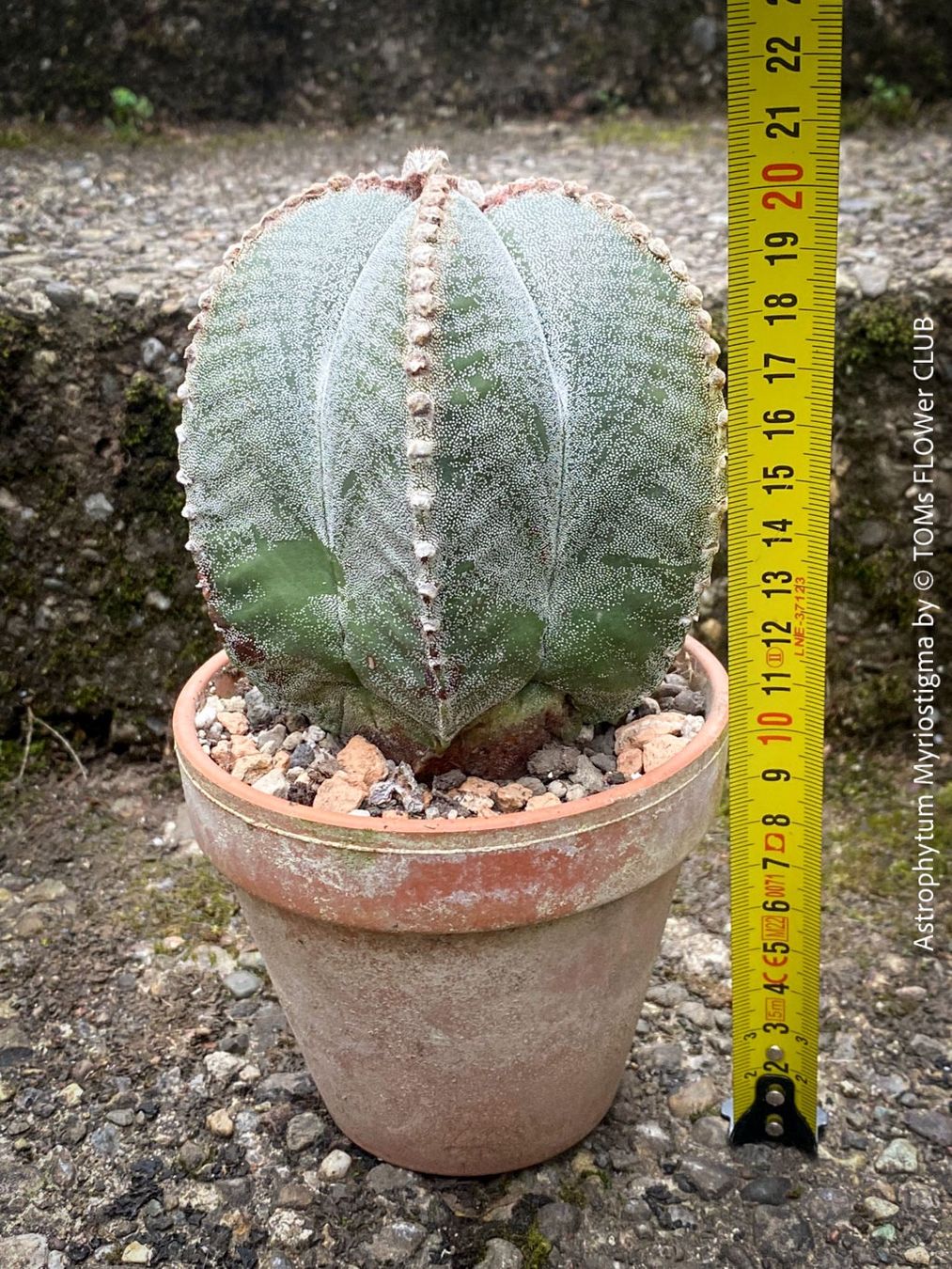 langnese eis kaktus Cactus-Lemon-Strawberry Ice Cream 9x45ml