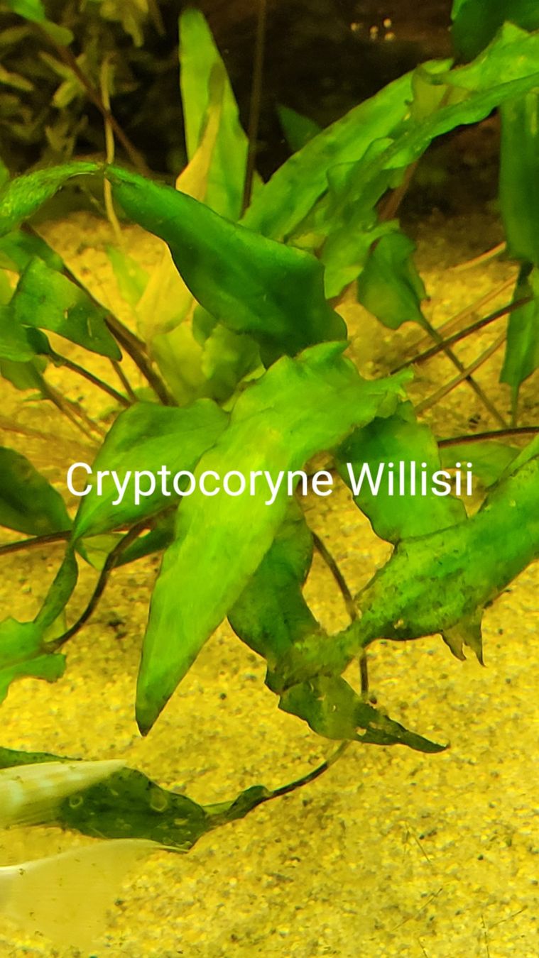 Pflanzen & Samen: Cryptocoryne red ou green – Gebraucht aus Saxon von Sebdem 1