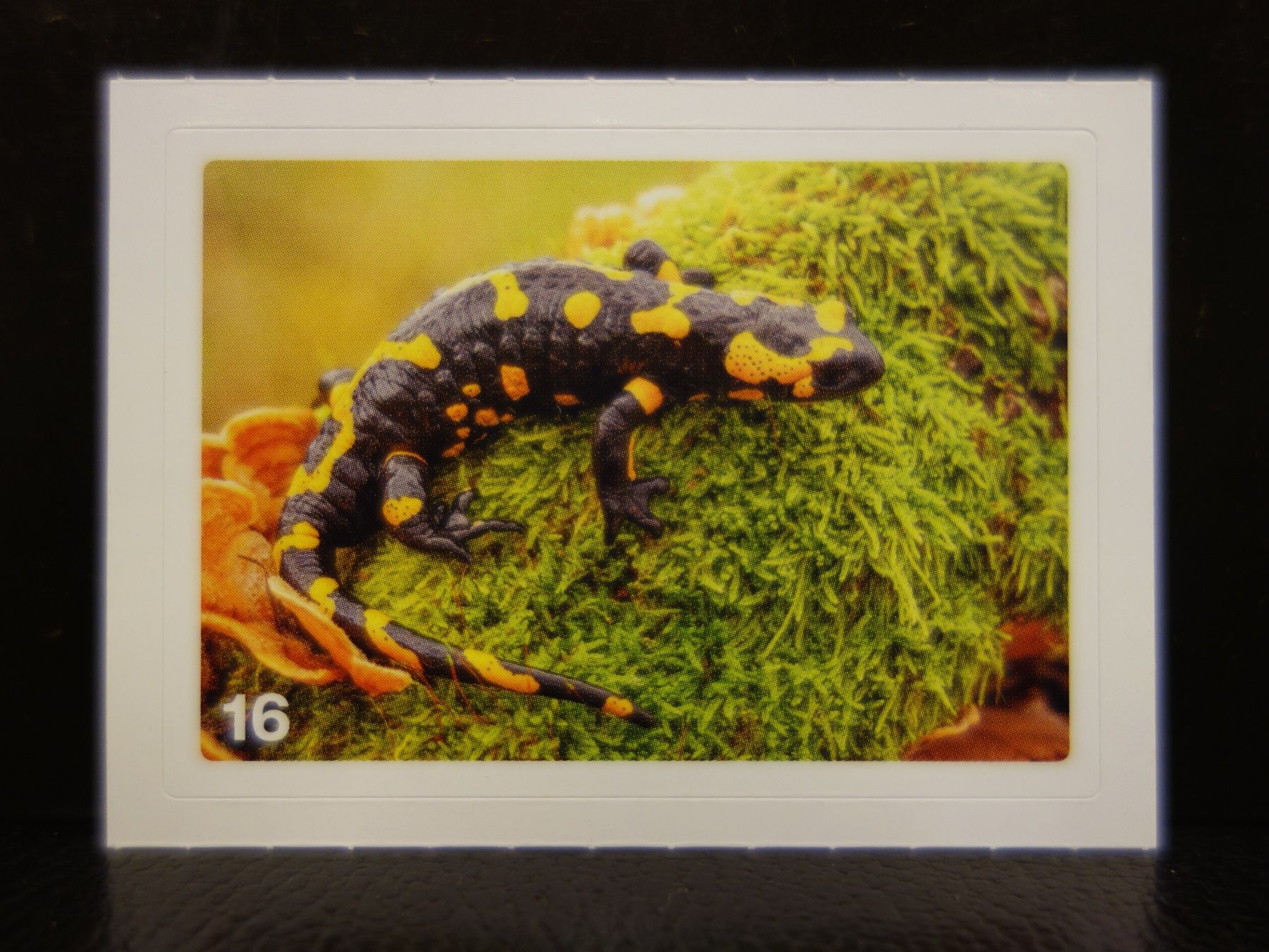 Migros Cartes à collectionner: MIGROS MANIA Nature Detectives Nr. 16 – Neuf avec emballage d'origine à Kerzers par djstarsky73