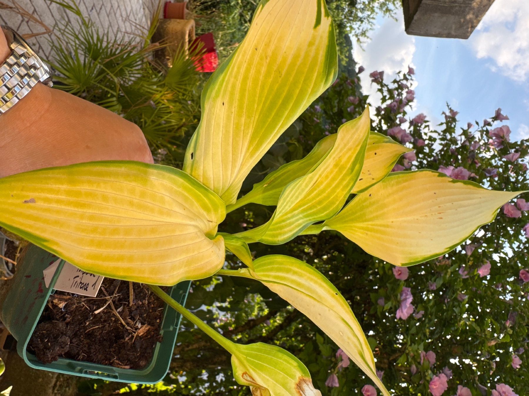 Pflanzen & Samen: Hosta Paradise Tritone 1 – Gebraucht aus Lajoux JU von Briard0 1