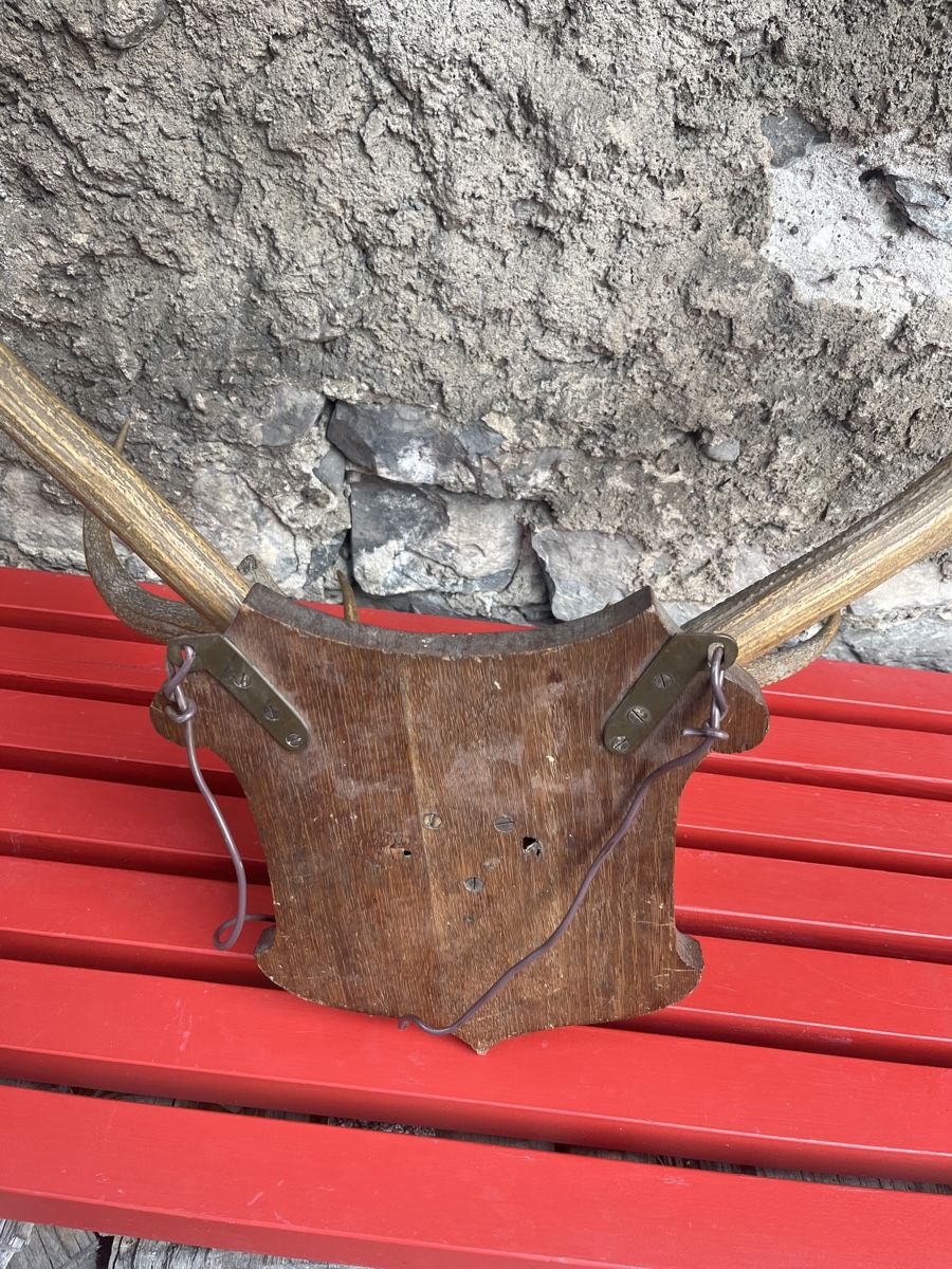 Sonstiges zum Sammeln & Seltenes: Großes Hirschgeweih auf Holzschild - Rustikale Herbstdeko! – Gebraucht aus Brienz BE von hey_z9vg 4