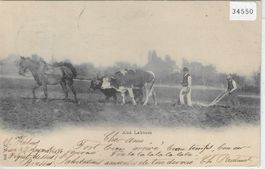 Aux Labours - Pferde-Ochsen-Gespann beim Pflügen - UPU 1900