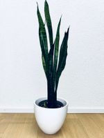 Sansevieria Zeylanica Plant 83 cm