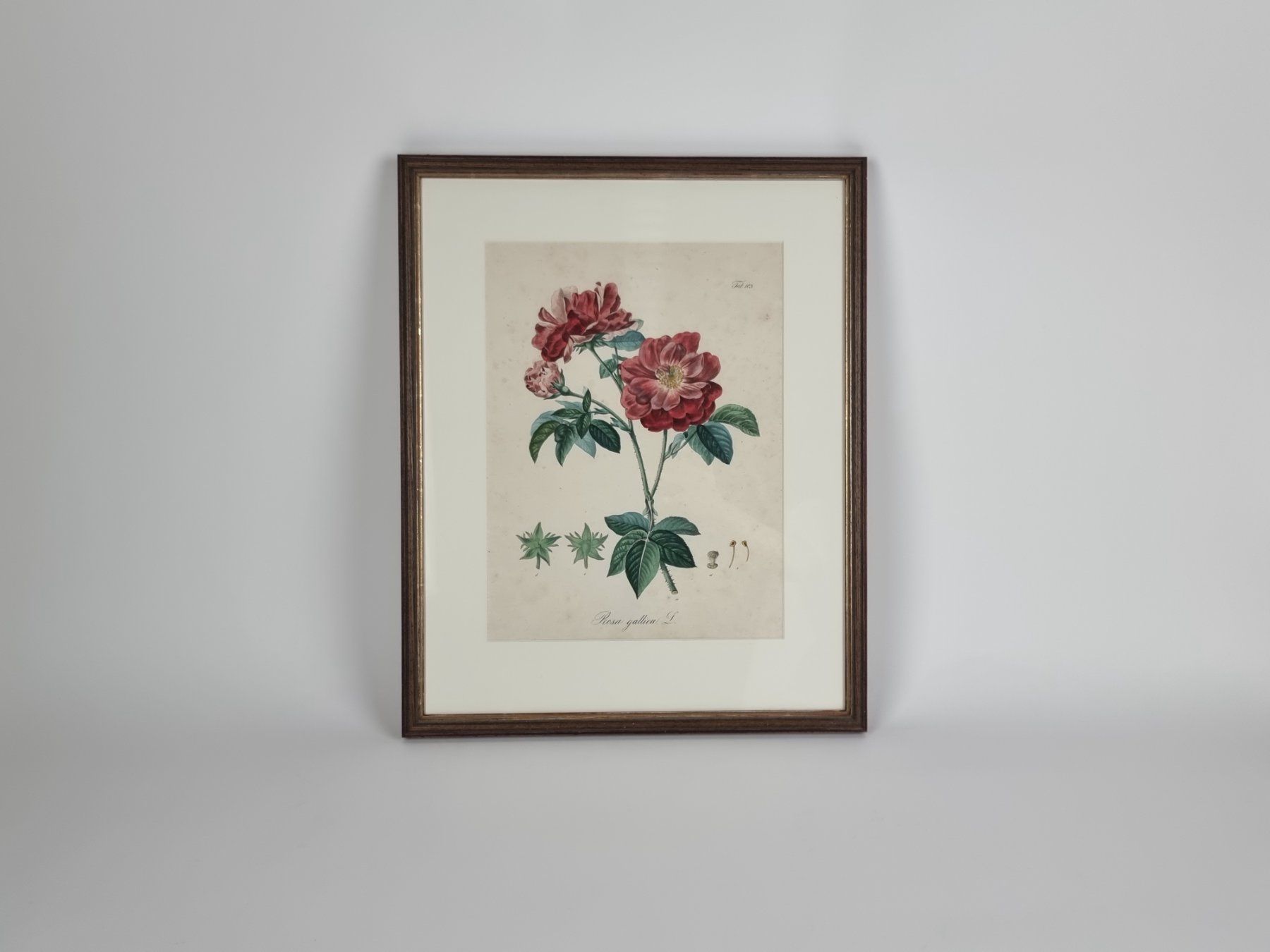 Posters & Illustrations: Bild Rosa gallica L., Daniel Wagner – D'occasion à Urtenen-Schönbühl par Restwert_Schoenbuehl