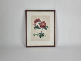 Bild Rosa gallica L., Daniel Wagner