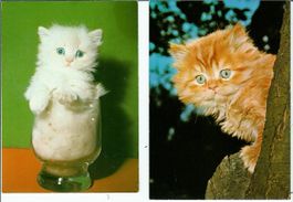 Katzen 2 AK mit junge Büsi 1 x Büsi im Trinkglas  Motiv