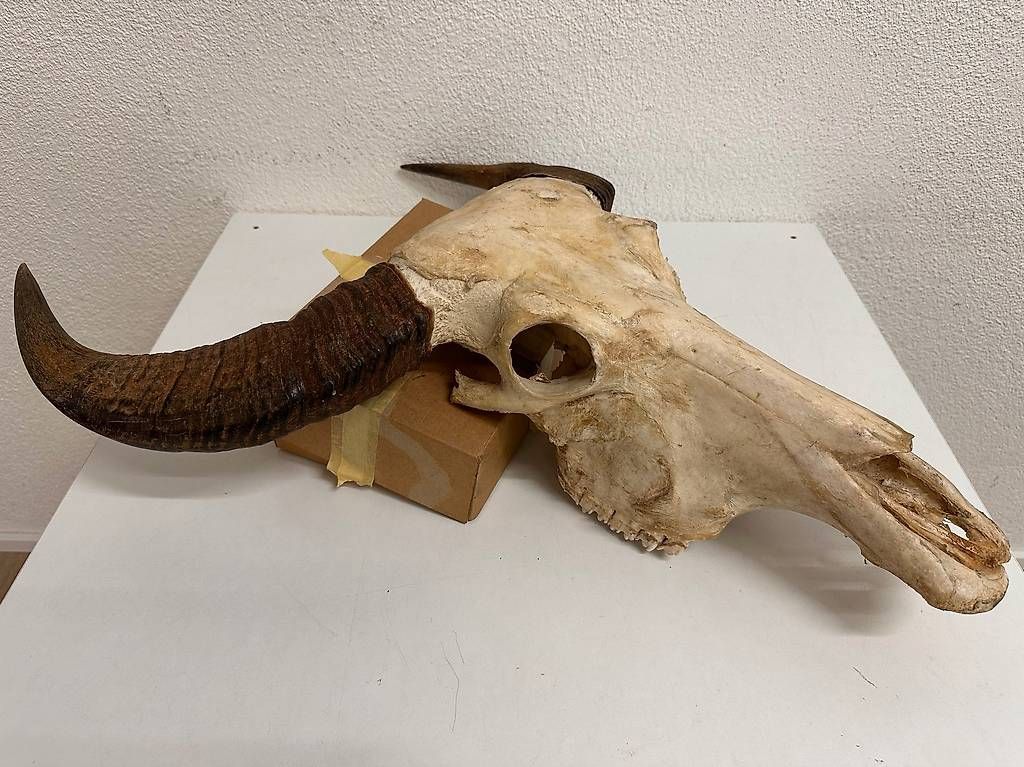 Altre raccolte & rarità: Vintage Wasserbüffel Schädel Trophäe mit Hornscheiden – Usato da Obernau venduto da Arche_Noah_Brocki 5