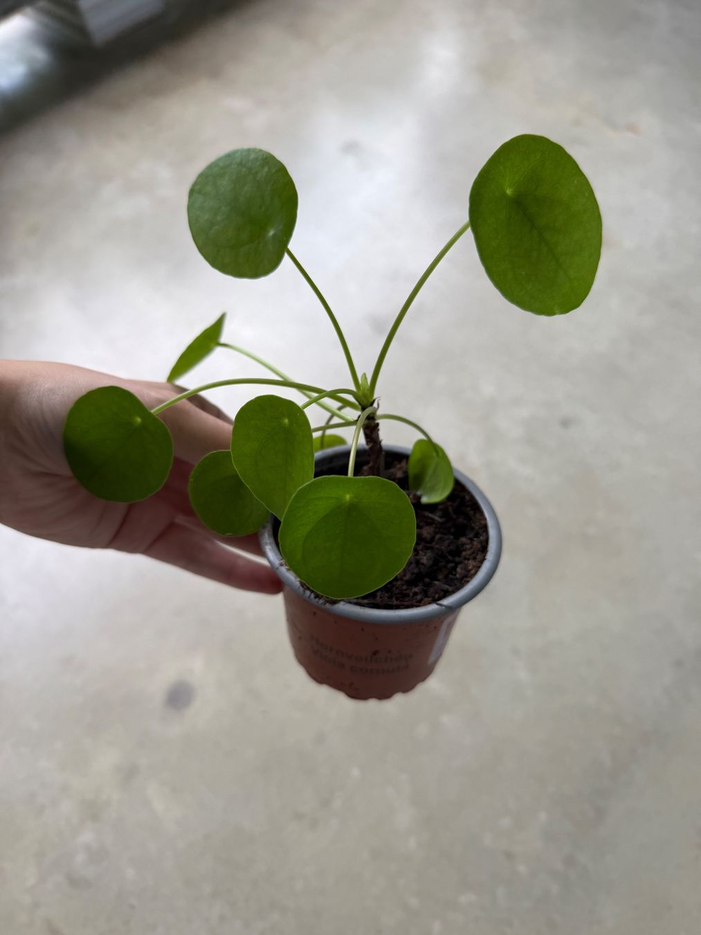 Piante & sementi: Pilea Pflanze – Usato da Bern venduto da Wil.Wayne