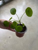 Pilea Pflanze