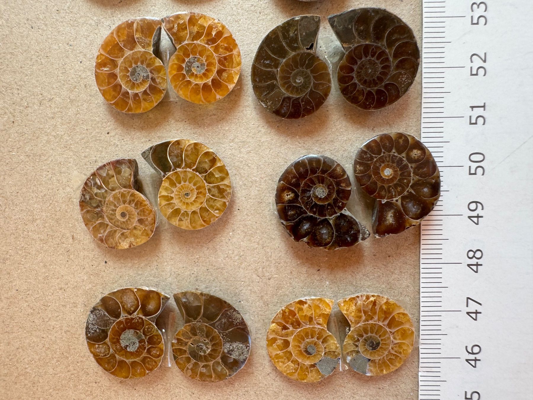 Fossilien: Ammoniten   - 10 Paar klein!, top poliert - lässige Sammlung – Neu und originalverpackt aus Leuggern von gemshow 2