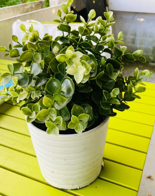 Köstliche Pflanze ohne Topf 22 cm Kaufen auf Ricardo