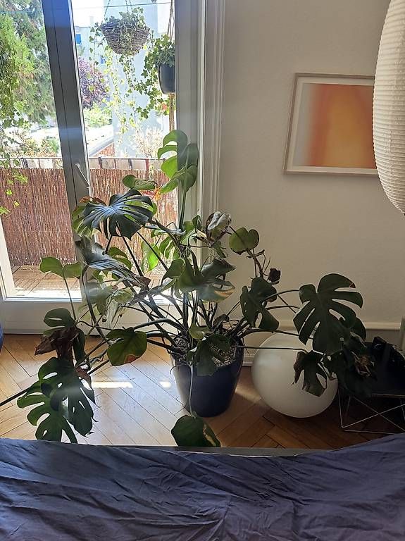 Piante & sementi: Monstera Pflanze – Usato da Basel venduto da dyl_mz2m 1