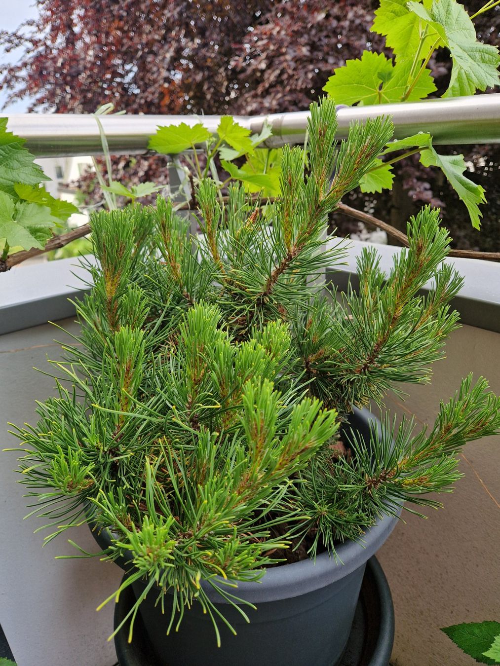 Piante & sementi: Pinus mugo Winter Gold – Usato da Dübendorf venduto da Olenaaa