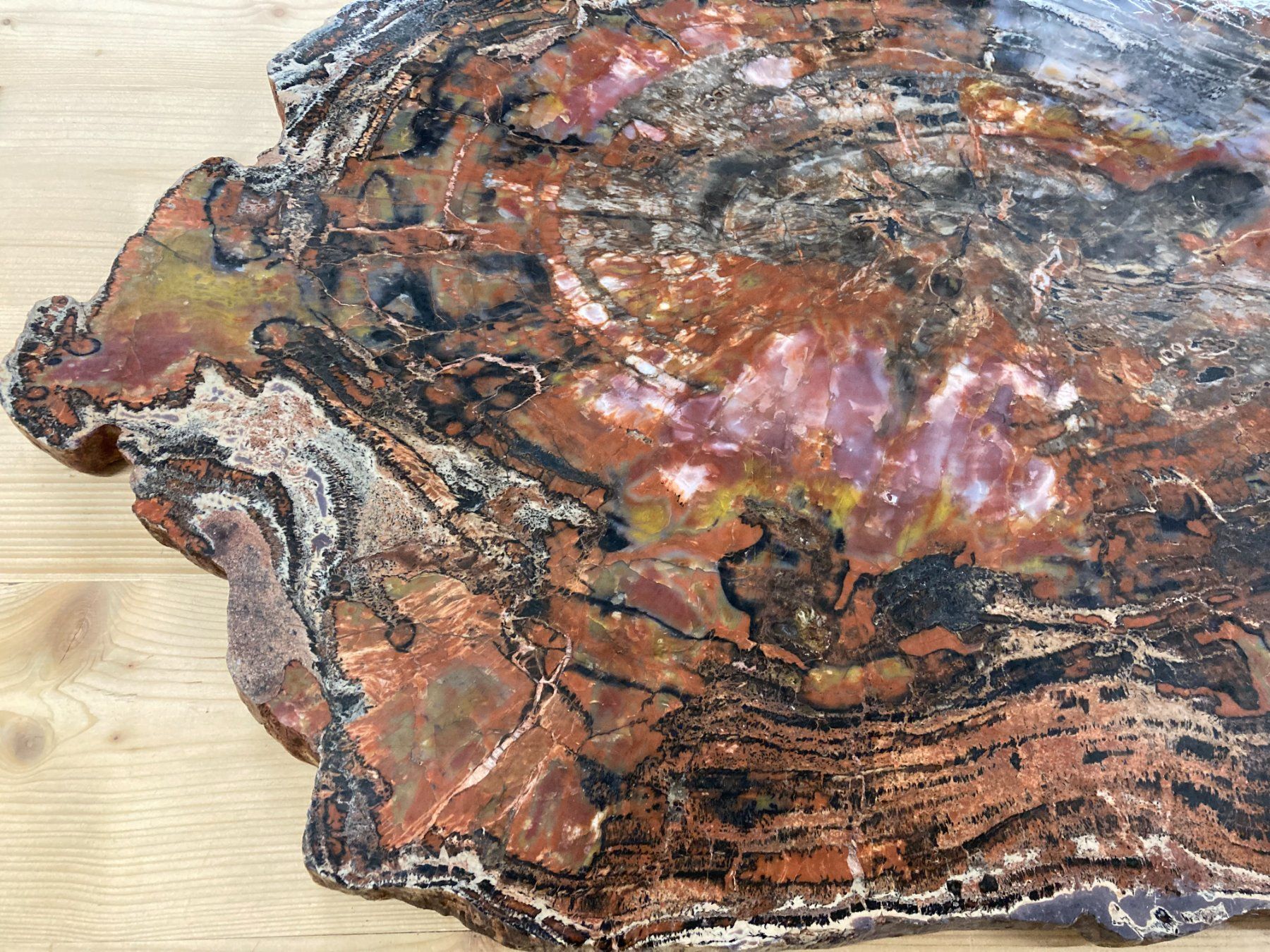 Mineralien & Heilsteine: WUNDERSCHÖNE VERSTEINERTE  HOLZ - SCHEIBE  27,25 KILO – Neu und originalverpackt aus Aesch ZH von LiquidAktion 4