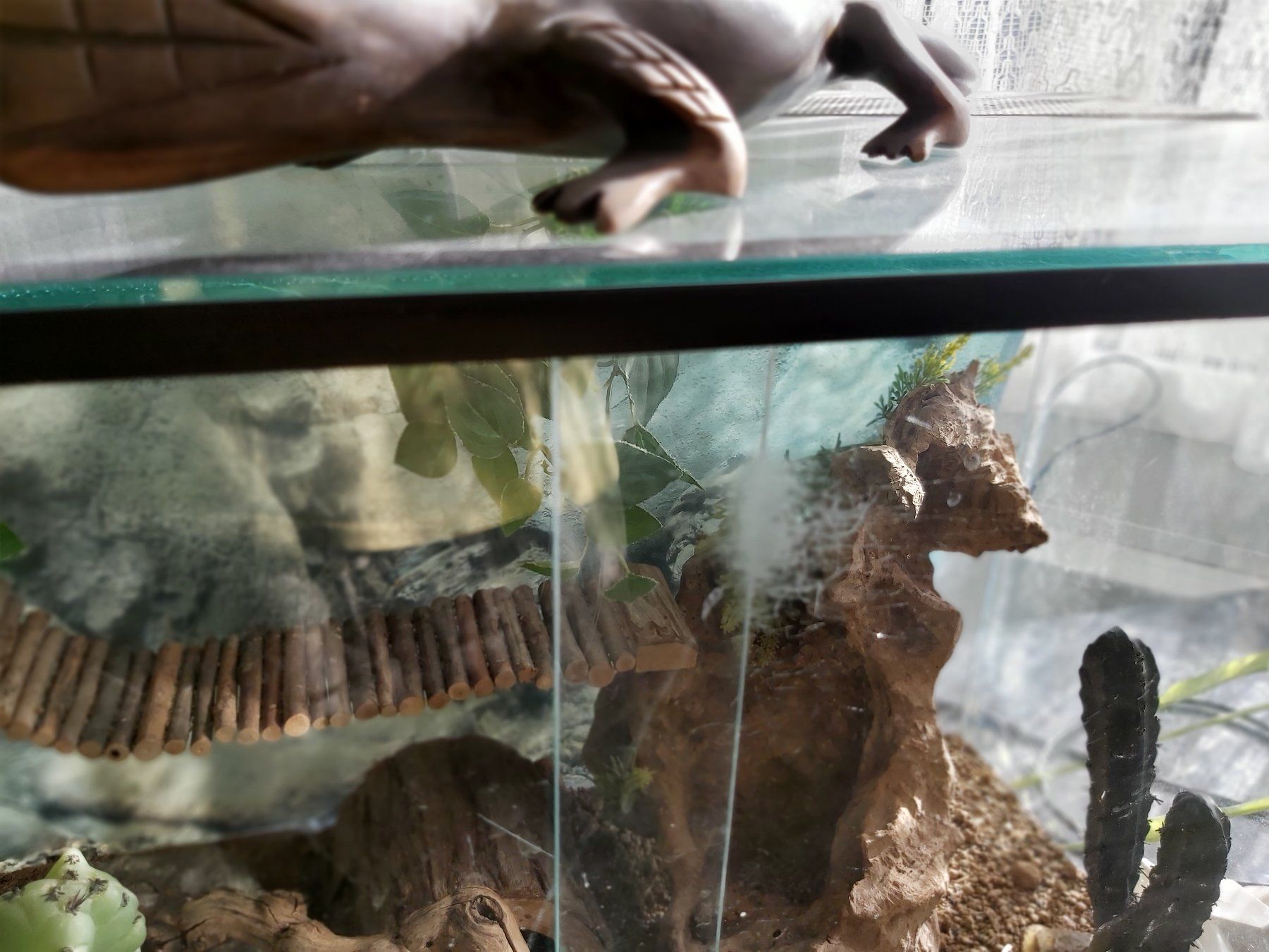 Terrariums: Terrarium – D'occasion à Urdorf par Gigitune 1