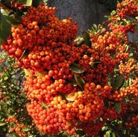 Ab 5.- fr! 10 AGAZZINO Samen (PYRACANTHA COCCINEA) Strauch